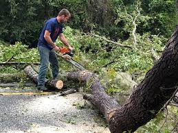 Reliable The Village, OK  Tree Services Solutions